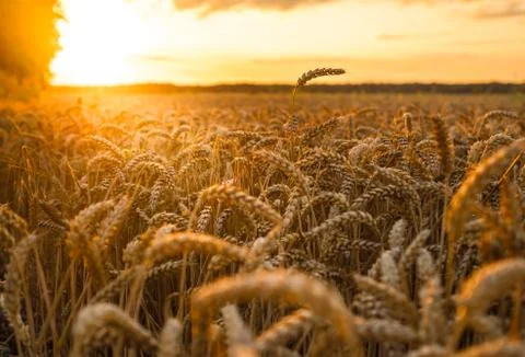 Wheat field at sunset Stock Photos