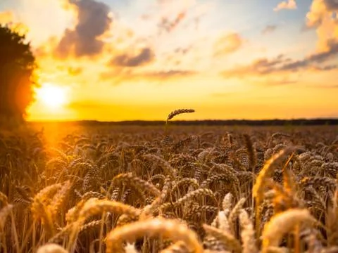 Wheat field at sunset Stock Photos