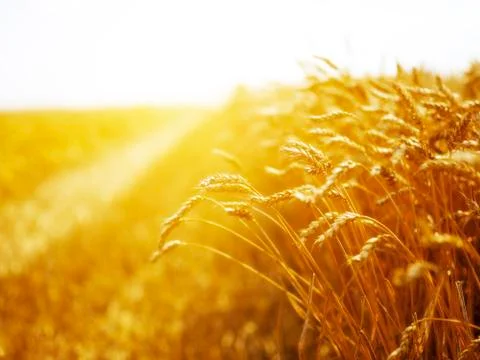 Wheat field at sunset Stock Photos