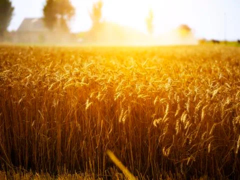 Wheat field at sunset Stock Photos