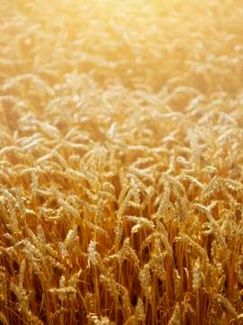 Wheat field at sunset Stock Photos