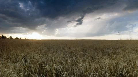 Wheat field at the sunset Stock Photos