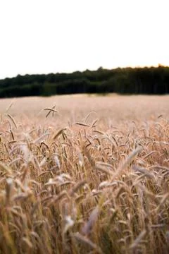 Wheat field at the sunset Stock Photos