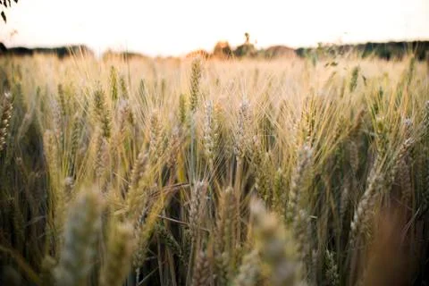 Wheat field at the sunset Stock Photos