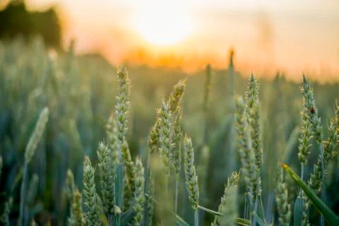 Wheat field at the sunset Foto stock