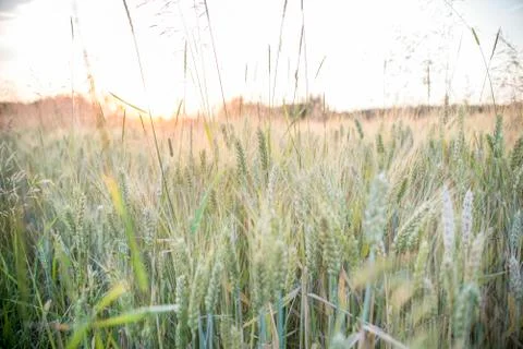 Wheat field at the sunset Stock Photos