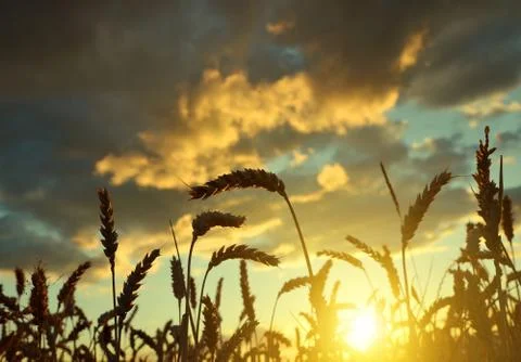 Wheat field in the sunset Stock-Fotos