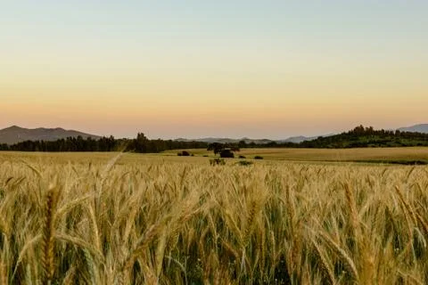 Wheat Field at Sunset. Stock Photos