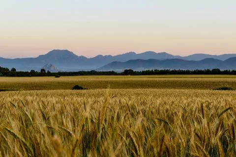Wheat Field at Sunset. Foto stock