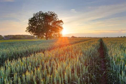 Wheat field at sunset Stock Photos