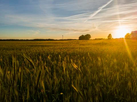 Wheat field at sunset Stock Photos