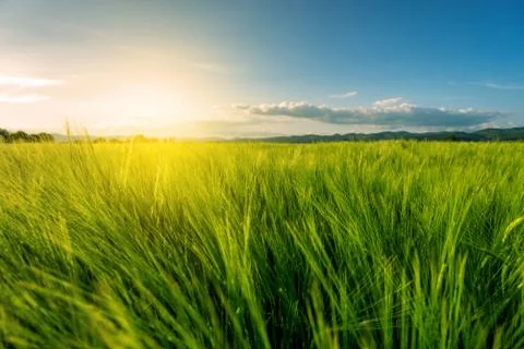Wheat field at sunset Stock Photos