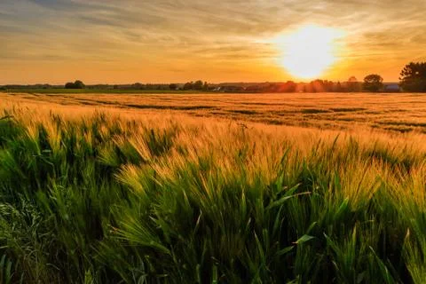 Wheat field sunset Stock Photos