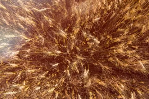 Wheat field at sunset Stock Photos