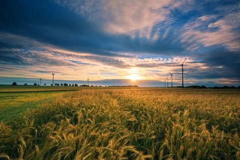 Wheat field at sunset Stock Photos
