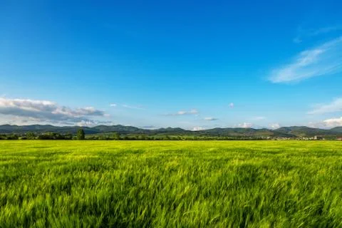 Wheat field at sunset. Stock Photos
