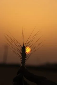Wheat field sunset Stock Photos