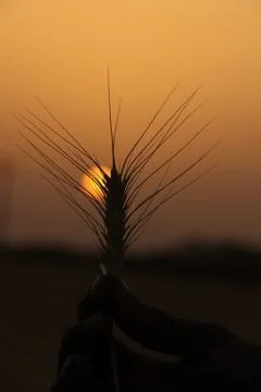 Wheat field sunset Stock Photos