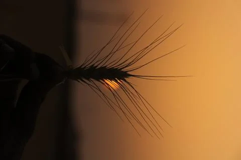 Wheat field sunset Stock Photos