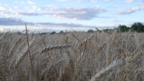 A wheat field at sunset Stock Photos