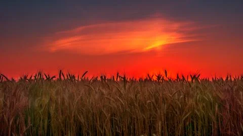 Wheat field at sunset Stock Photos