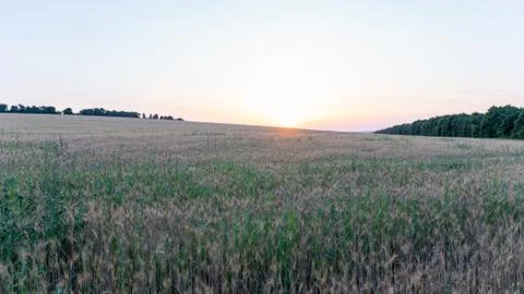 Wheat Field on Sunset Stock Photos