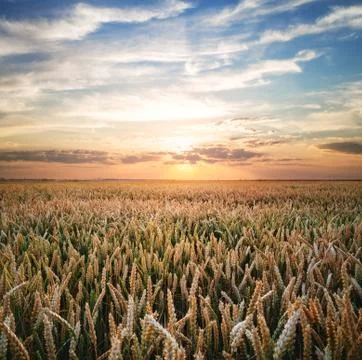 Wheat field at sunset Foto stock