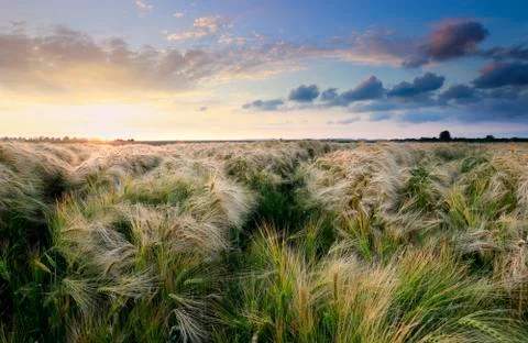 Wheat field at sunset Foto stock