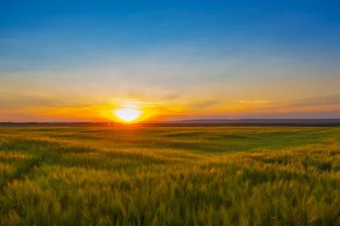 Wheat field at sunset Stock-Fotos