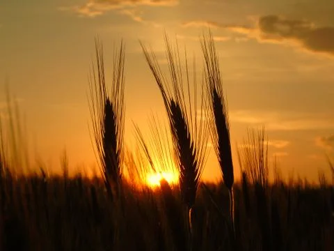Wheat field at Sunset Stock Photos