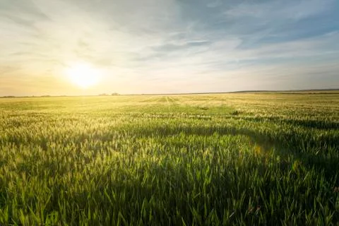 Wheat field at sunset Stock Photos