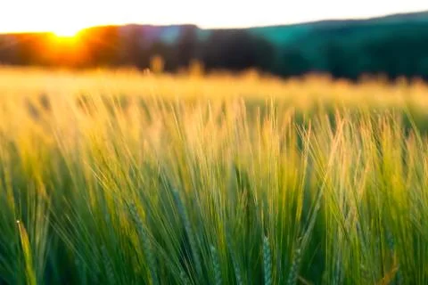 Wheat field with a sunset Stock Photos
