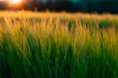 Wheat field with a sunset Stock Photos