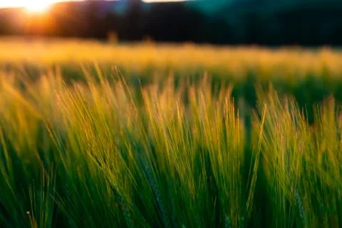 Wheat field with a sunset Stock Photos