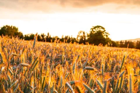 Wheat field with a sunset Stock Photos
