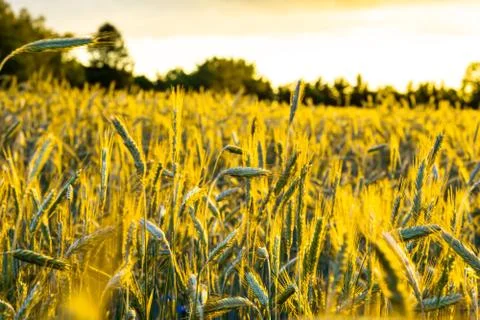 Wheat field with a sunset Stock Photos