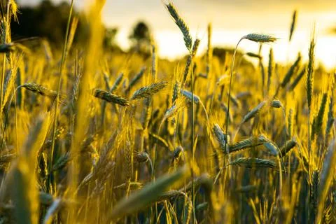 Wheat field with a sunset Stock Photos