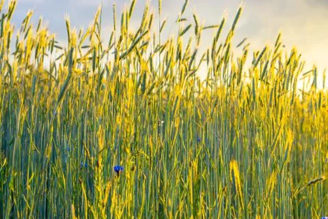 Wheat field with a sunset Stock Photos