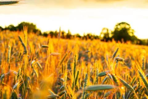 Wheat field with a sunset Stock Photos