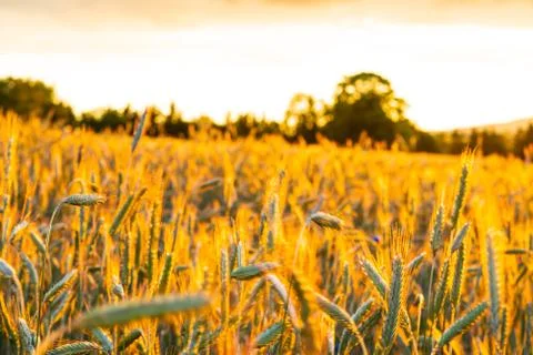Wheat field with a sunset Stock Photos