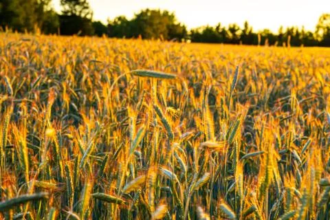 Wheat field with a sunset Stock Photos