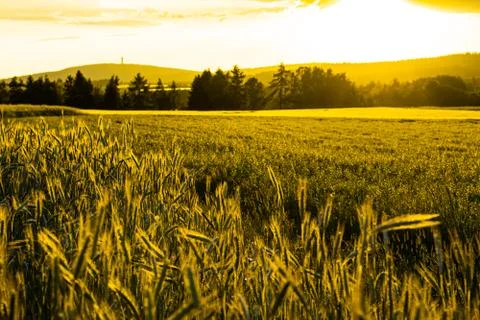 Wheat field with a sunset Stock Photos