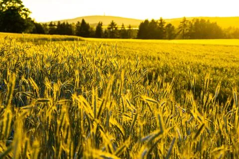 Wheat field with a sunset Stock Photos