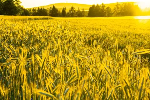 Wheat field with a sunset Stock Photos