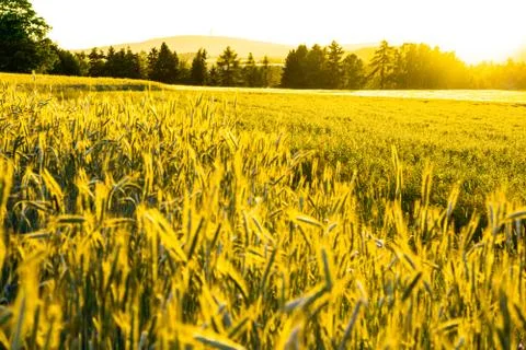Wheat field with a sunset Stock Photos