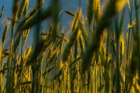 Wheat field with a sunset Stock Photos