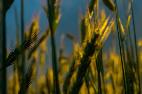 Wheat field with a sunset Stock Photos
