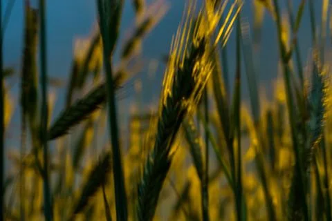 Wheat field with a sunset Stock Photos