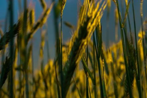 Wheat field with a sunset Stock Photos