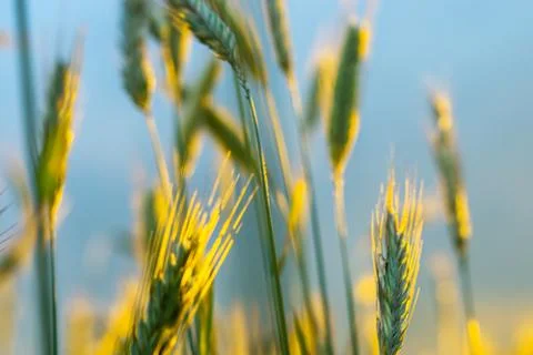 Wheat field with a sunset Stock Photos